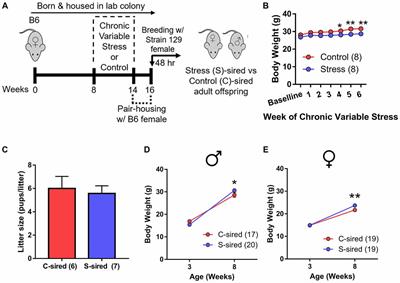 Paternal Preconception Chronic Variable Stress Confers Attenuated Ethanol Drinking Behavior Selectively to Male Offspring in a Pre-Stress Environment Dependent Manner